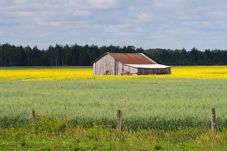 Canola Farm