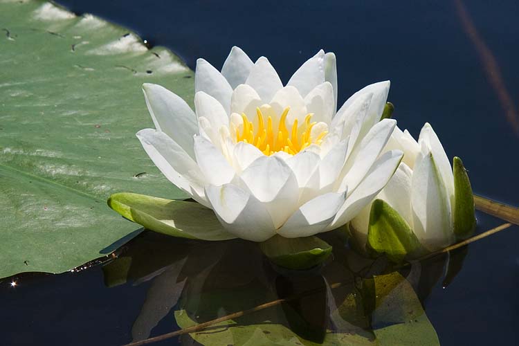 Water Lilies