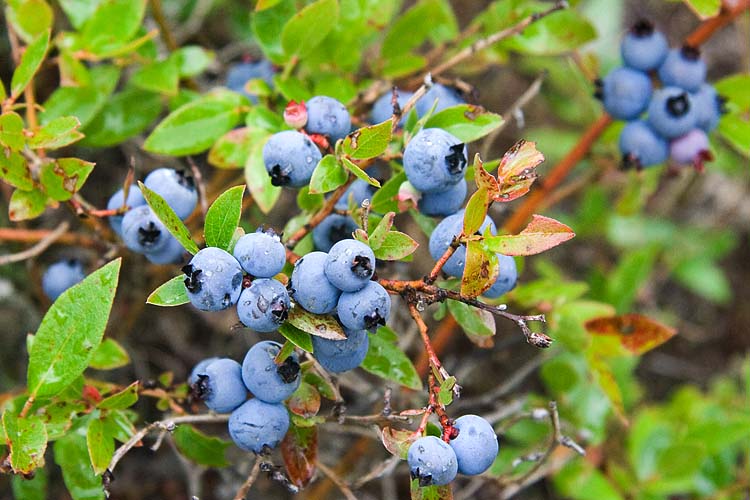 Blueberries