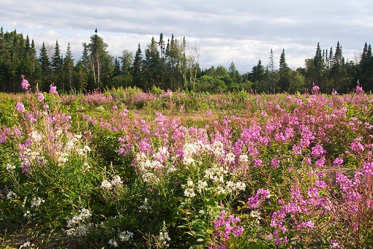 White Fireweed