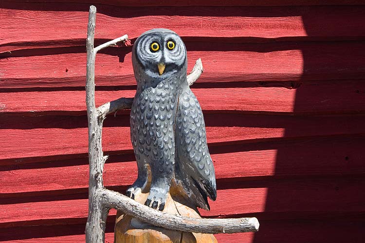 Owl