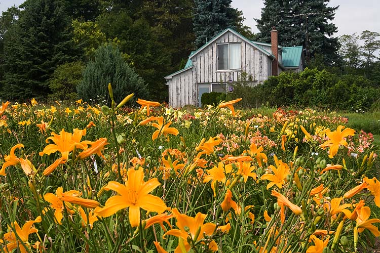 Lily Garden
