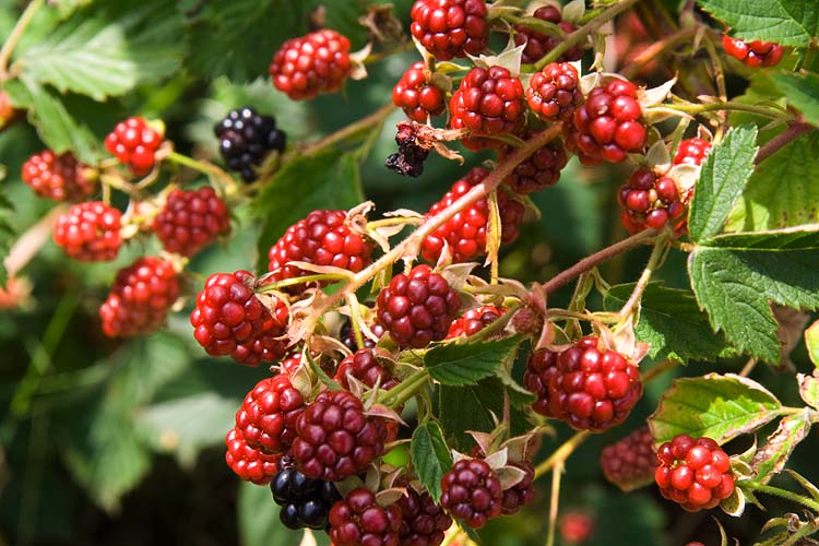 Blackberries