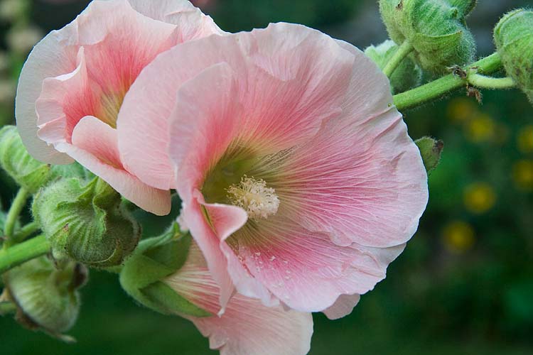 Pink Hollyhock