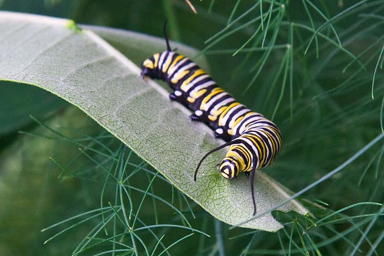 Munching on the Milkweed