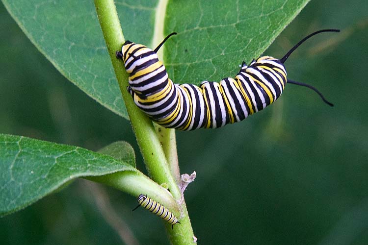 Two Caterpillars