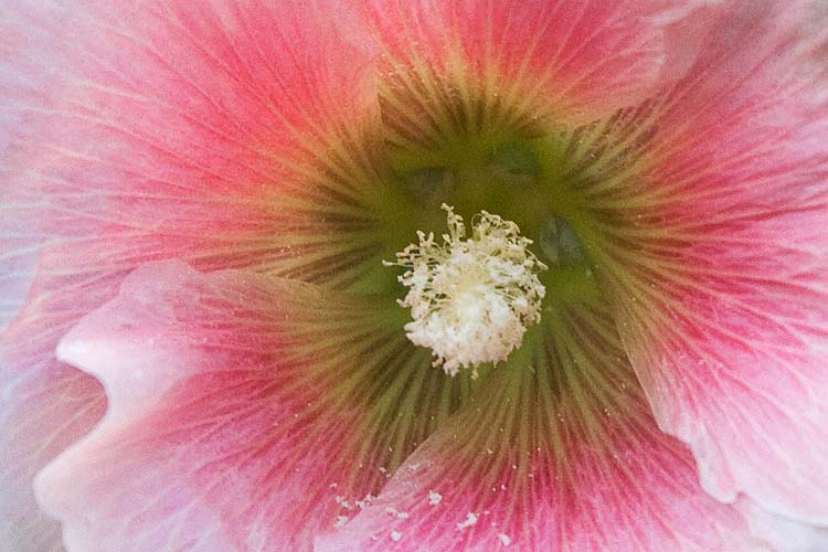 Hollyhock Pinwheel