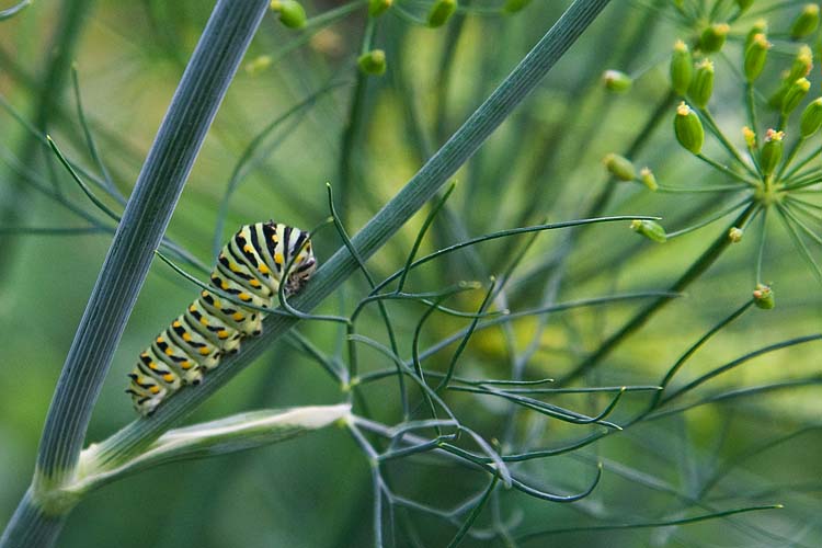 Swallowtail