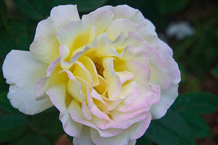 Dusty Rose
