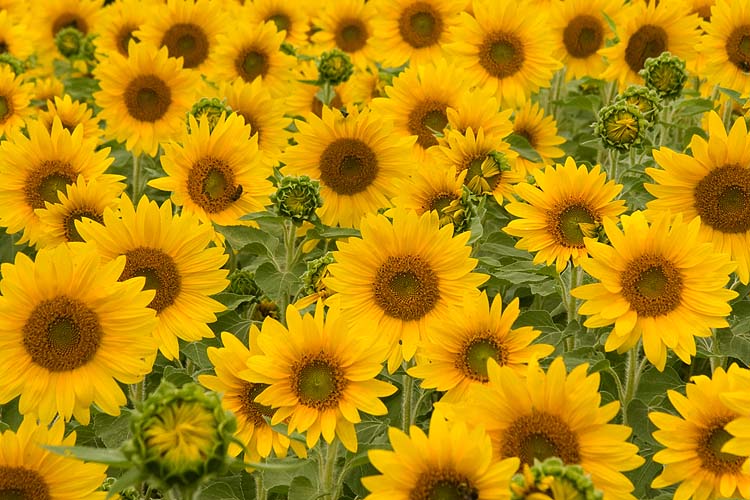 Sunflowers