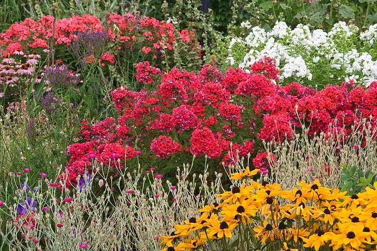 Phlox in the Garden