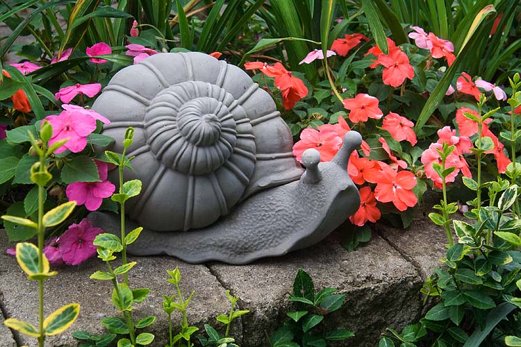 Annual Snail Photo