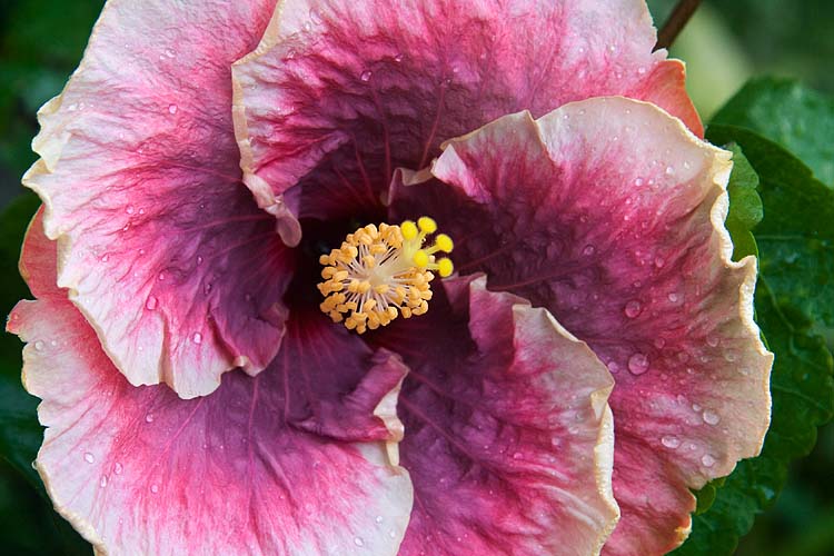 Purple Pinwheel