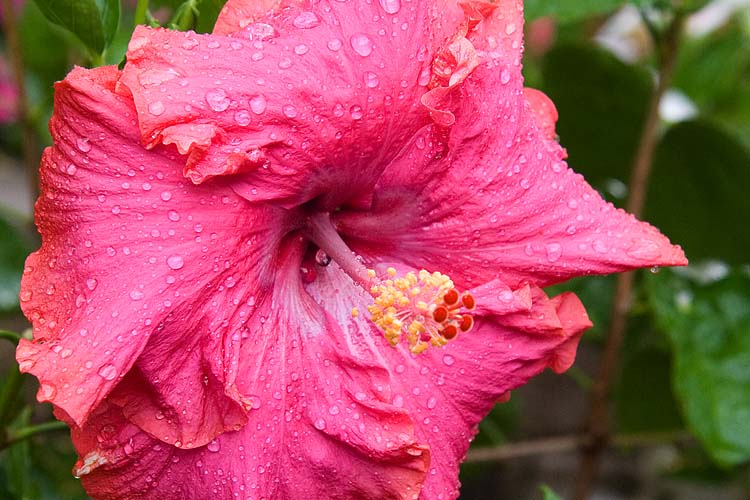 Morning Rain