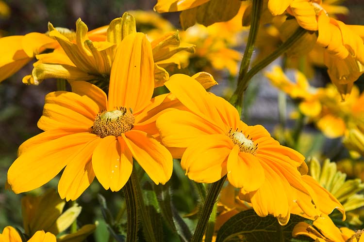 Gloriosa Daisies