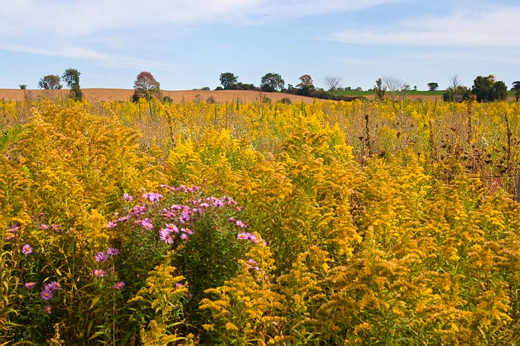 Purple In A Field of Gold