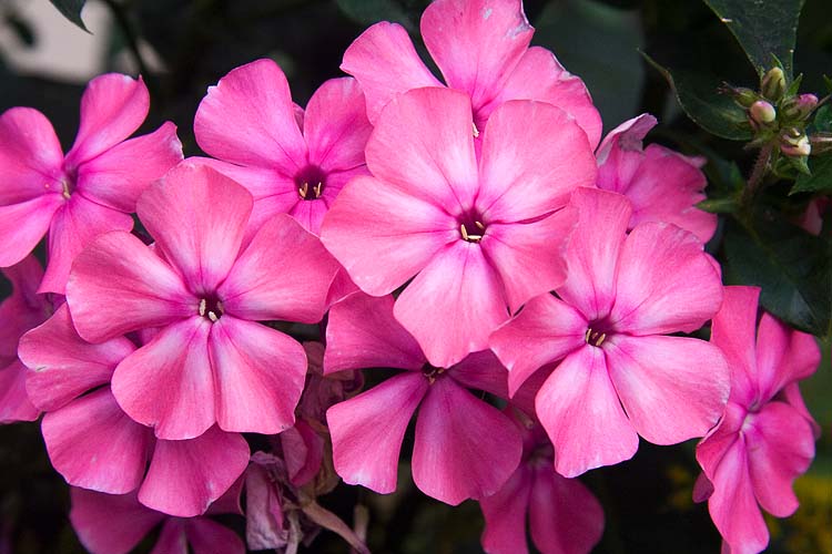 Hardy Pink Phlox