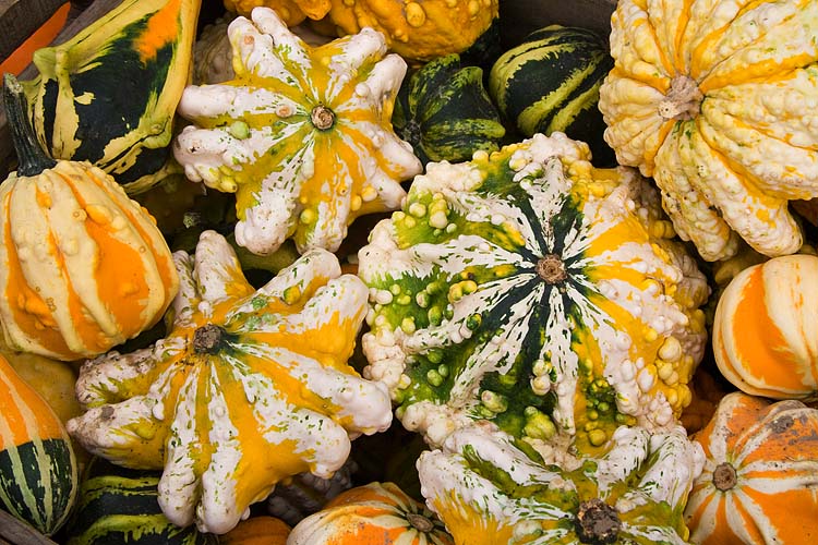 Warty Stars