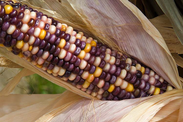 Purple Corn