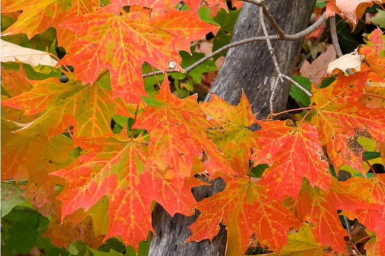 Red Maple Leaves