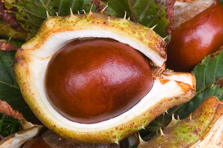 Horse Chestnut