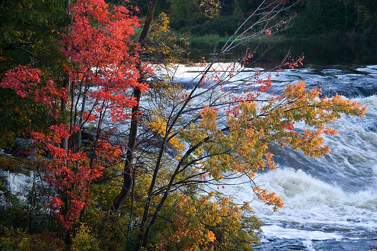 Fall Foliage