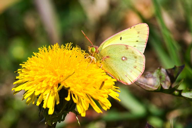 Butterfly Buffet