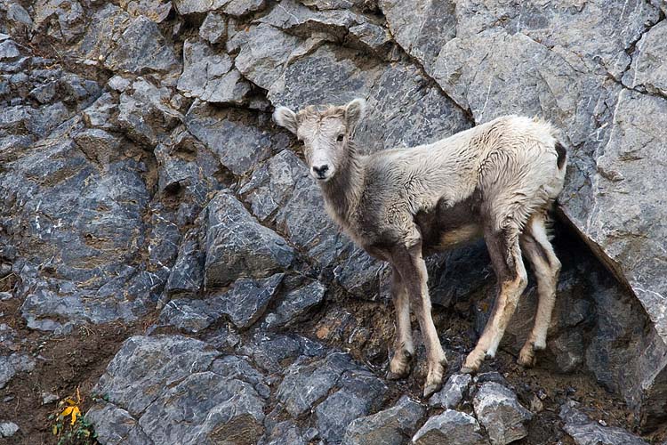 Wet Mountain Kid