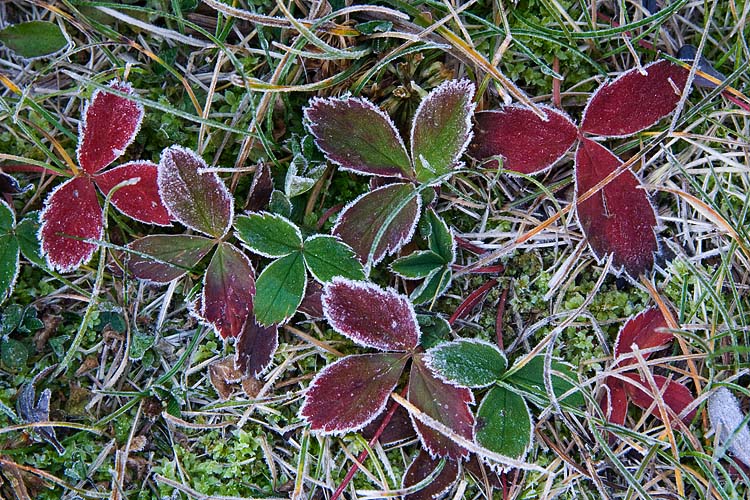 Frosty Strawberries