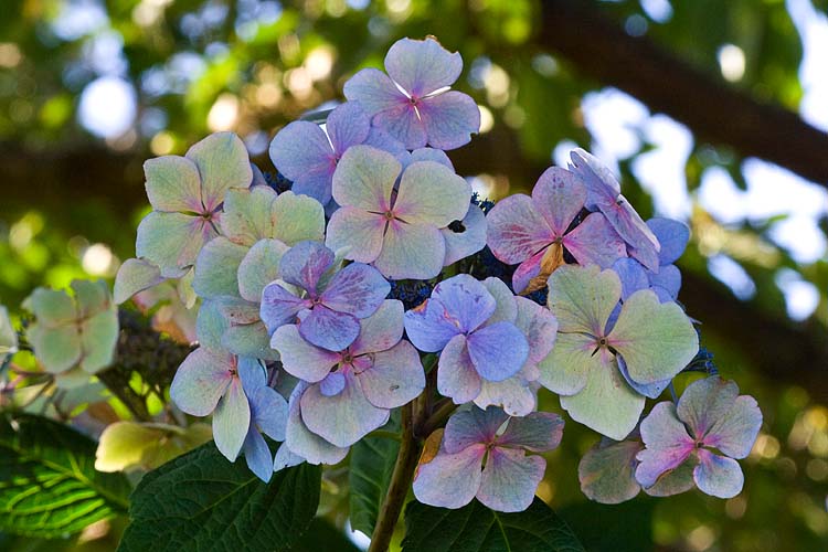 Hydrangea