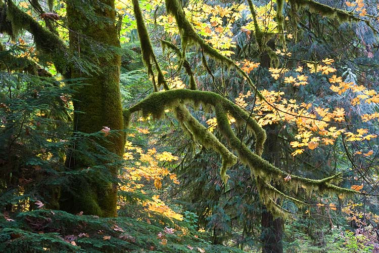 Cathedral Grove