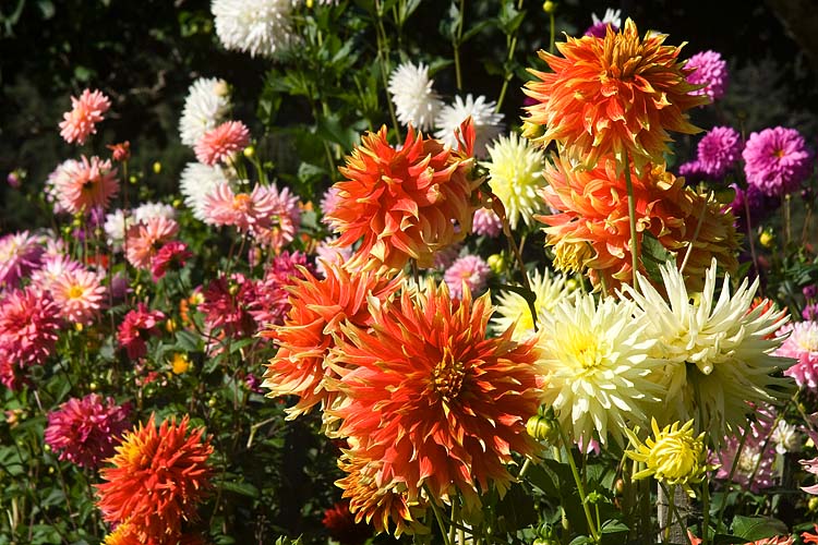Dahlia Border