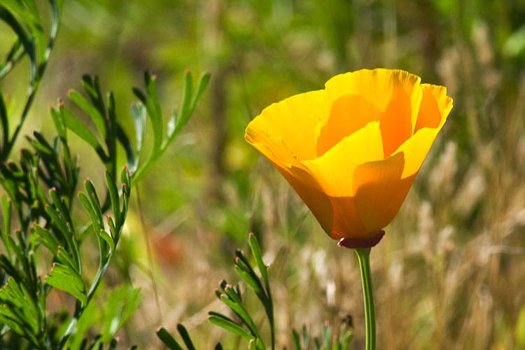 Gold Poppy