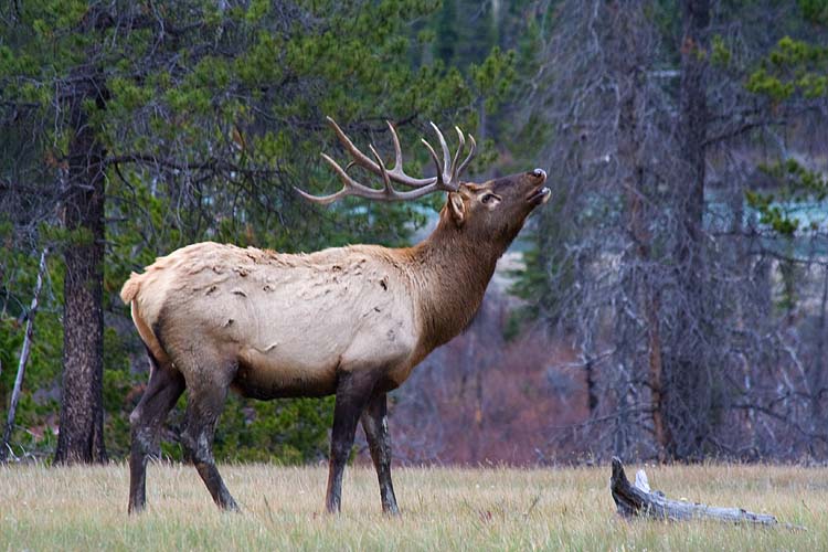 Bellowing Elk