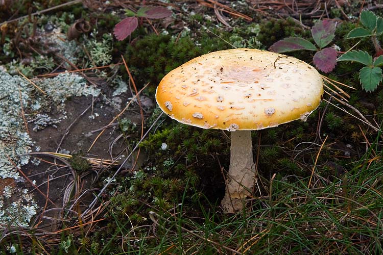 Fall Mushroom