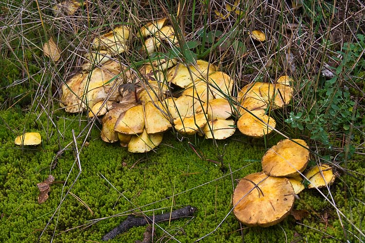 Mass of Mushrooms