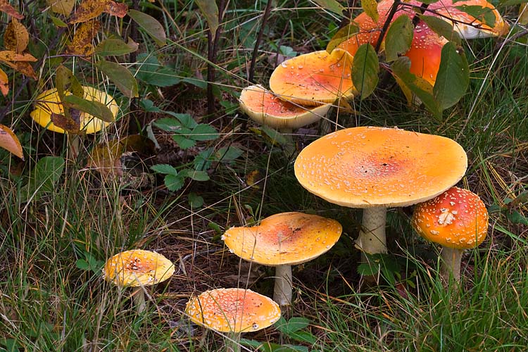 Orange Amanitas