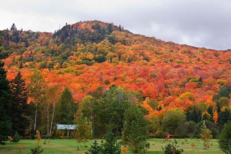 Blazing Hillside