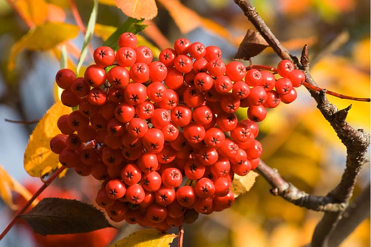 Red Berries