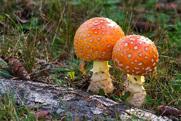 Beautiful Amanitas