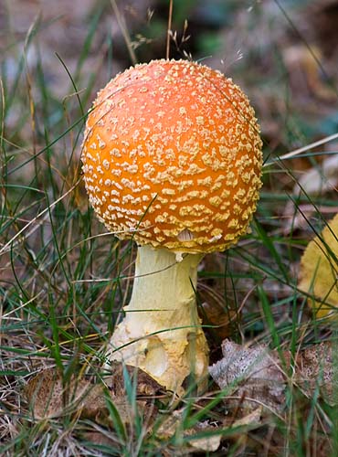 Amanita