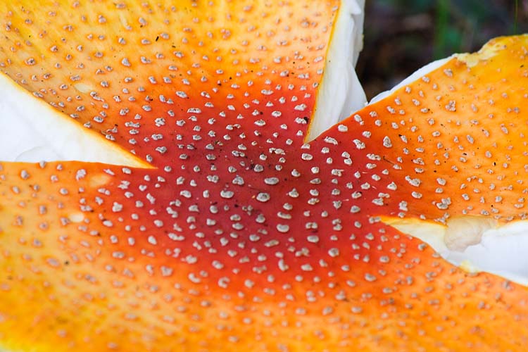 Amazing Amanita