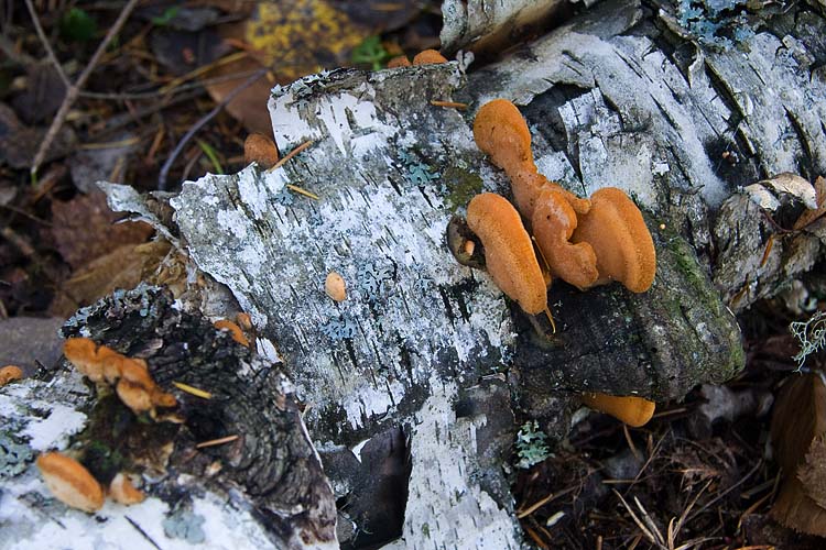 Bracket Fungus