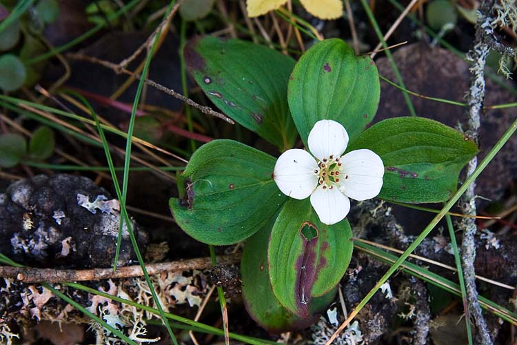 Bunchberry