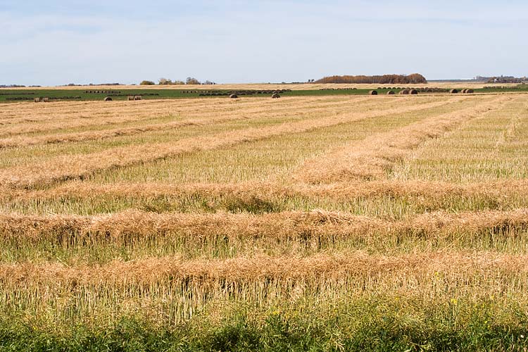 Flat Manitoba