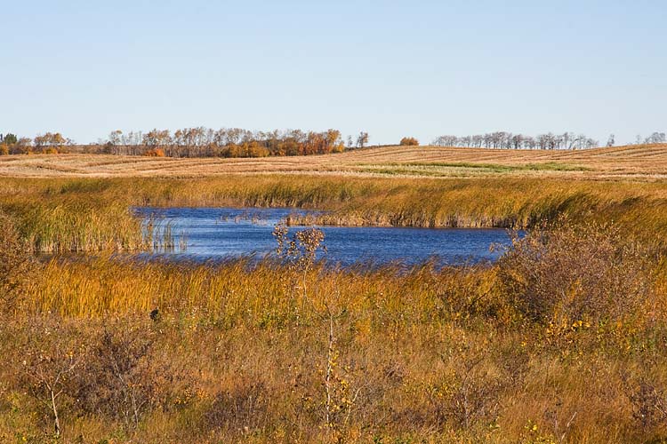 Prairie Pond