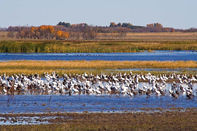 Snow Geese