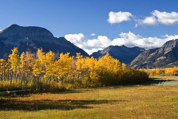 Golden Trees