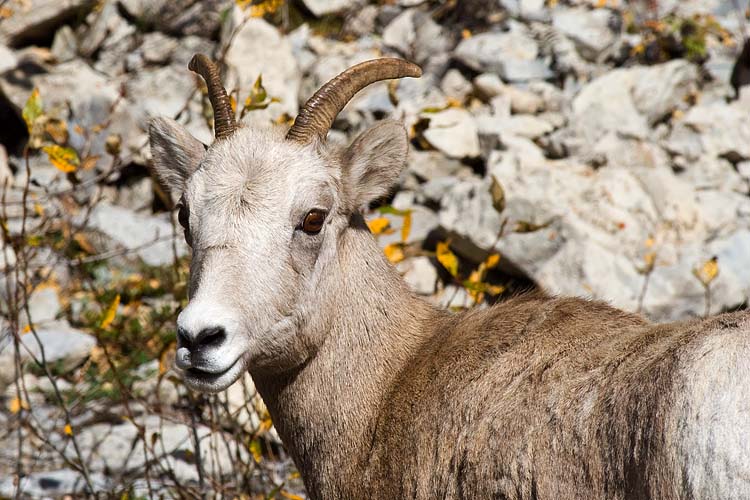 Mountain Sheep