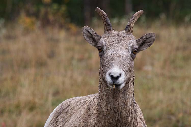 Curious Mountain Sheep